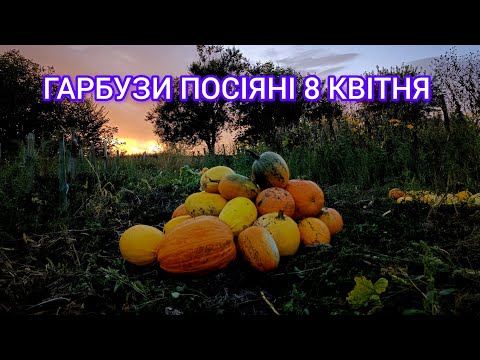 Видео: Чи виправдав себе ранній посів гарбузів? 🎃