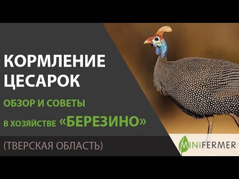 Видео: Чем кормить цесарок ? Рацион, суточные нормы и другие секреты в хозяйстве Березино.