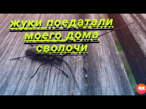 Видео: Жуки в дереве ! Как с ними бороться !