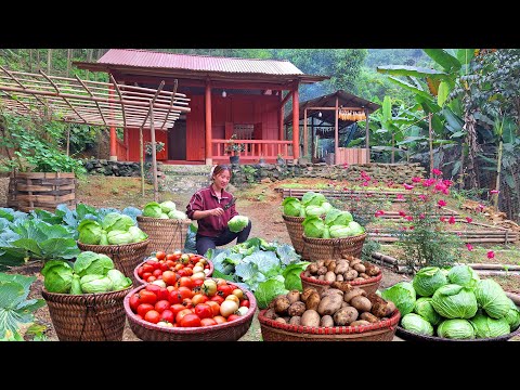 Видео: Горное садоводство: сбор капусты, помидоров и картофеля в огороде, покупки, приготовление еды.