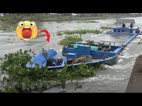 Видео: Баржа зрелищно проходит шлюз, скользя мимо плывущих водяных гиацинтов.