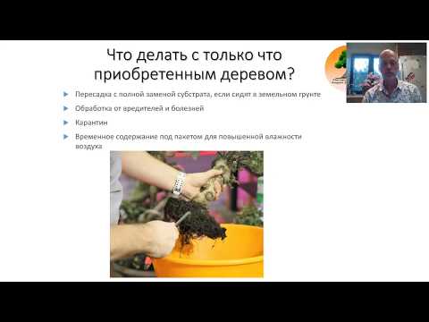 Видео: Как ухаживать за бонсай