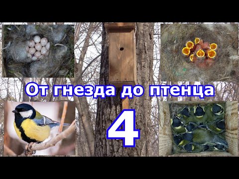 Видео: От гнезда до птенца. Большая синица. Сезон 2024. 4 серия