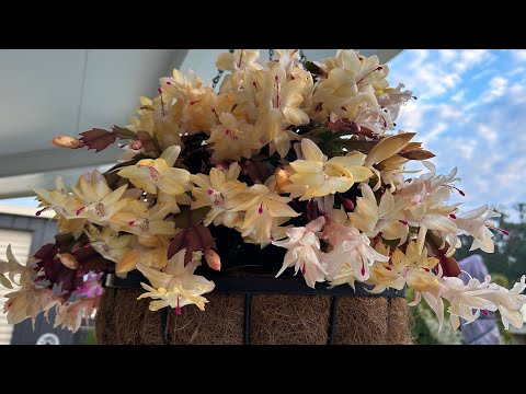 Видео: Обзор моих орхидей и сада  🌺