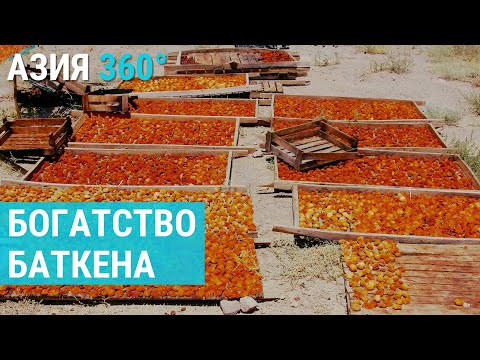 Видео: Баткенский абрикос: золото Кыргызстана | АЗИЯ 360°