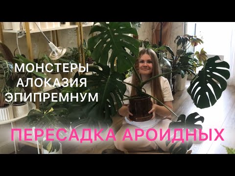 Видео: ПЕРЕСАДКА АРОИДНЫХ | Монстеры, алоказия, эпипремнум #комнатныерастения  #пересадка 