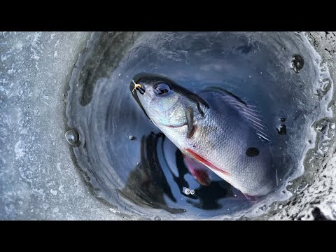 Видео: РЫБАЛКА В ГЛУХОЗИМЬЕ. Ловим рыбу на старике  реки Березина. Рыбалка в Беларуси. Плотва, окунь