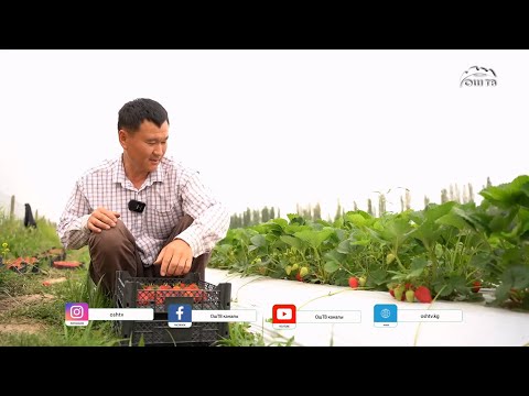 Видео: Бир көчөт 700 800гр түшүм берет