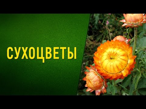 Видео: СУХОЦВЕТЫ снова в моде