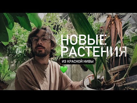 Видео: ОБЗОР НОВЫХ РАСТЕНИЙ из садового центра Красная Нива