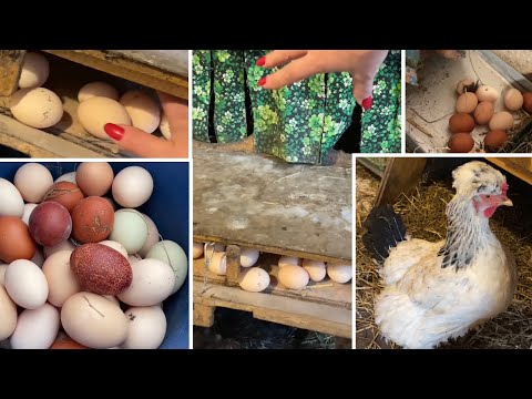 Видео: Что делаю Чтобы неслись куры Как несутся куры