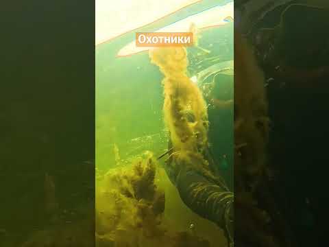 Видео: Охотники #людиводы #spearfishing #щука