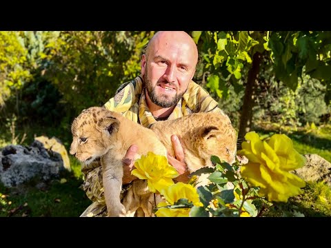 Видео: ЭТО НАСТОЛЬКО МИЛО! Мы устроили маленьким львятам ЭКСКУРСИЮ ПО ПАРКУ! 