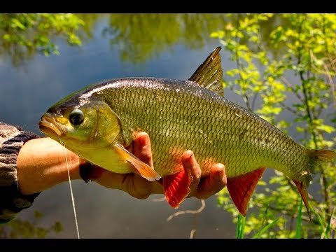 Видео: Рыбалка на поплавочки. Шикарный клев. Плотва, язь, карась.