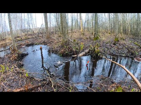 Видео: ВЫРЕЗАЛ ДЕДОВСКУЮ СНАСТЬ и НАТАСКАЛ рыбы в лесном ручье! Рыбалка в мае