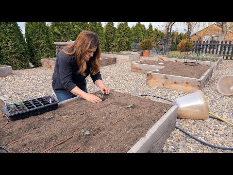 Видео: Посадка весенних культур! 🧅🥦🥕 // Garden Answer