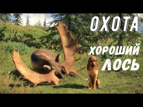 Видео: Взял огромного ЛОСЯ.  Много трофеев - TheHunter Call of the Wild # 130
