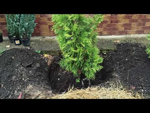 Видео: Безболезненная пересадка туи осенью на новое место.