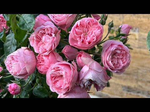 Видео: Новый участок, строим ещё один дом с нуля. НАШИ БУДНИ. Коса Беляус.  Вечерняя прогулка, набережная.