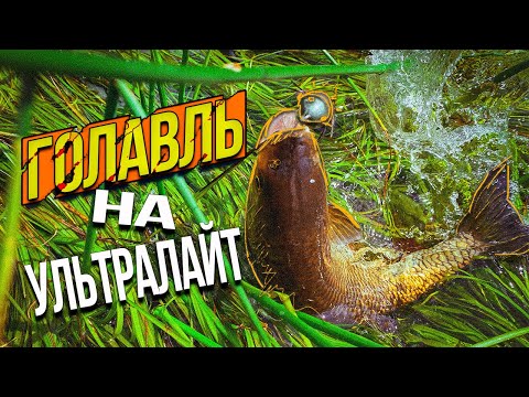Видео: ЛОВЛЯ ГОЛАВЛЯ НА УЛЬТРАЛАЙТ! НЕ ОЖИДАЛ ОТ ЭТОЙ РЕКИ ТАКОГО РЕЗУЛЬТАТА! РЫБА любит МЕЛКОВОДЬЕ!