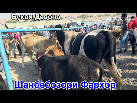 Видео: Шанбебозори Фархор Букки Девона Калон,  13 сентября 2025 г.