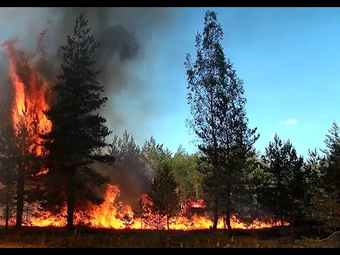 Видео: Правила за защита при горски пожари