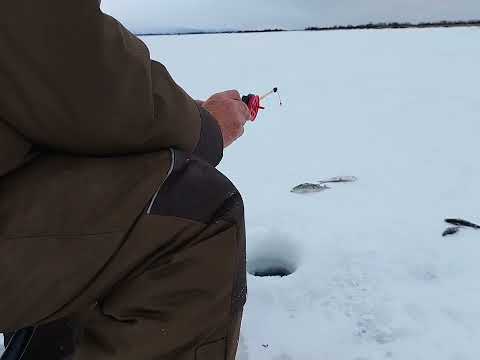 Видео: Первый лед. Рыбалка 8 ноября. Окунь и сорога