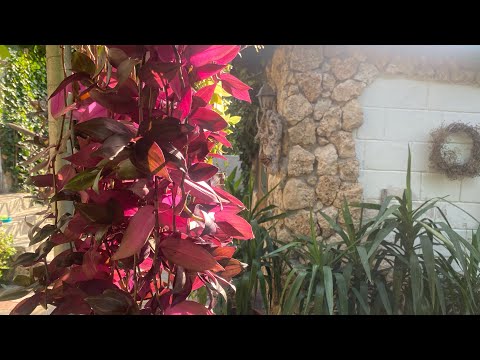 Видео: Традесканция в обзоре двора! Согласитесь- красотка!