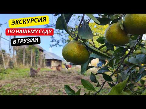 Видео: #41 ЭКСКУРСИЯ по нашему САДУ в Грузии🍋