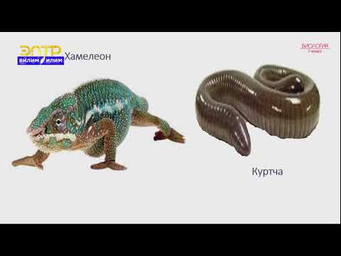 Видео: 7-класс | Биология  | Жерде-сууда жашоочулар классы жана алардын келип чыгышы. Сойлоочулар классы