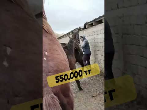 Видео: ШЫМКЕНТ МАЛ БАЗАР 2024 #малбазар #horse #жылқыбазар