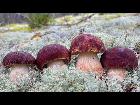 Видео: ЗАШЁЛ в ЛЕС и ПРОГЛОТИЛ ЯЗЫК, увидев МИЛЛИОН ГРИБОВ! Белые Грибы КРУГОМ, их ПОЛНО! Боровики КАРЕЛИЯ