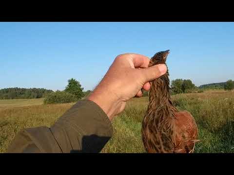 Видео: Открытие охоты на болотно - луговую дичь 2021.  Охота на коростеля с русским спаниелем.