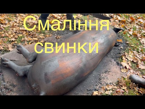 Видео: Обсмалювання свині. Мʼясник із великим стажем розповідає і показує як обсмалити свиню. 