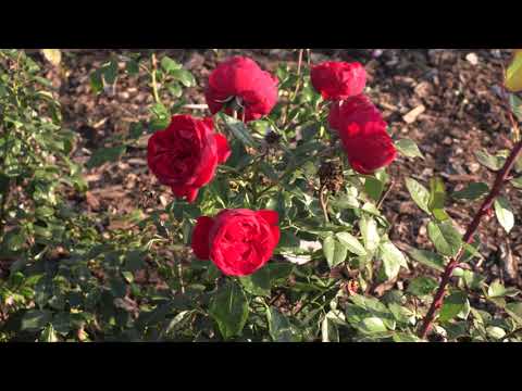 Видео: сорта роз  для начала карьеры розовода, питомник роз полины козловой rozarium.biz