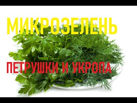 Видео: Как вырастить микрозелень петрушки и укропа. Микрозелень дома.