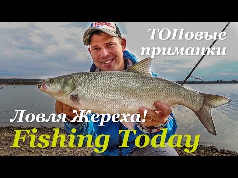 Видео: ЖЕРЕХОВОЕ БЕЗУМИЕ. Топовые приманки - Fishing Today