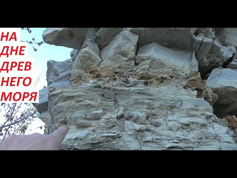 Видео: НИЖЕ ДНА ДРЕВНЕГО МОРЯ !Поиск окаменелостей.