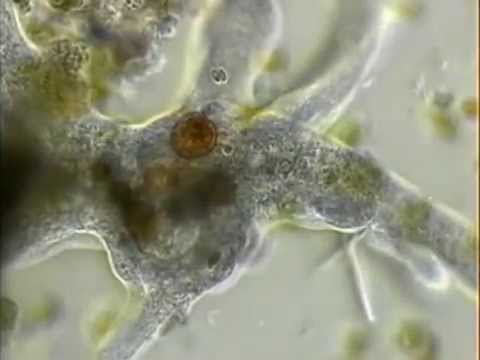 Видео: Амёба протей Amoeba proteus