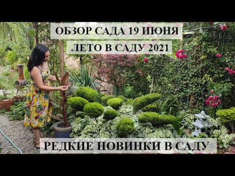 Видео: Обзор сада  19 июня | моя дача Цветущий сад летом | НОВЫЕ РАСТЮШКИ В САДУ | ЛЕТО В САДУ 2021