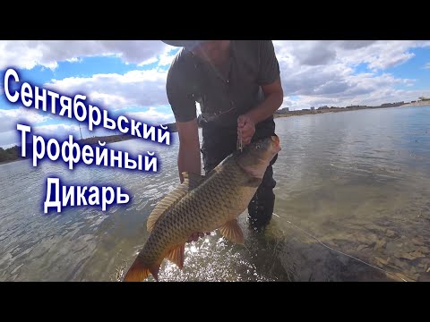 Видео: Рыбалка на сазана/карпа в осенью. Монстр таскал по озеру Сазан 8 200. Кенгирское водохранилище.