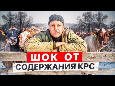 Видео: ШОКИРУЮЩЕЕ признание: разочарован ли я в КРС и что будет дальше?! 🐮😱