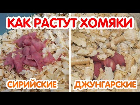 Видео: Как растут хомяки - джунгарские и сирийские хомяки от 1 дня до месяца