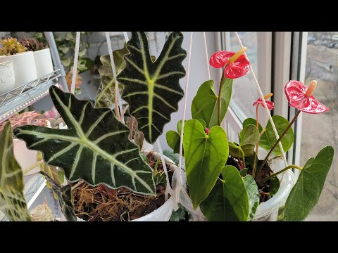 Видео: Весна на пороге! Пересадка растений! 🙋🌹💚 Хойя Вайети и Ароидные...