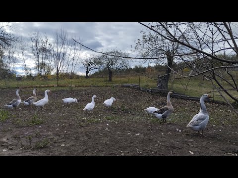 Видео: Гуси (блискавки двору) 