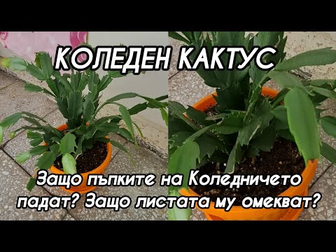 Видео: ВАЖНА ИНФОРМАЦИЯ ЗА КОЛЕДНИЯТ КАКТУС ПРЕЗ ОКТОМВРИ
