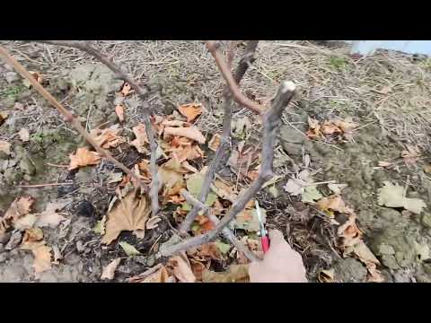 Видео: 1 ноября 2024 года. Беларусь.             Обрезка винограда для новичков.