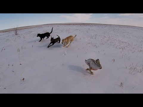 Видео: Охота на зайца с борзыми. Натаска эстонский гончей.