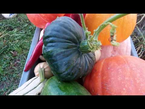 Видео: Урожай тыквы. Рассказываем о сортах и о том, как выращивали