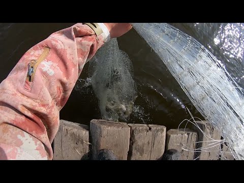 Видео: ОТ ТАКИХ ПОДЪЁМОВ ТРЕЩАЛА СЕТЬ, Я ДУМАЛ ОНИ МНЕ ЕЁ РАЗОРВУТ)) КАСТИНГОВАЯ СЕТЬ КОТОРАЯ ЛОВИТ РЫБУ!!!